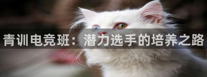 南宫电竞官网：青训电竞班：潜力选手的培养之路