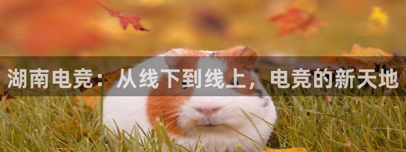南宫电竞登陆：湖南电竞：从线下到线上，电竞的新天地